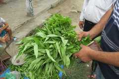 Corchorus capsularis